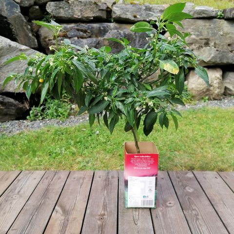 Yellow Habanero chilli plant.. 🌶️