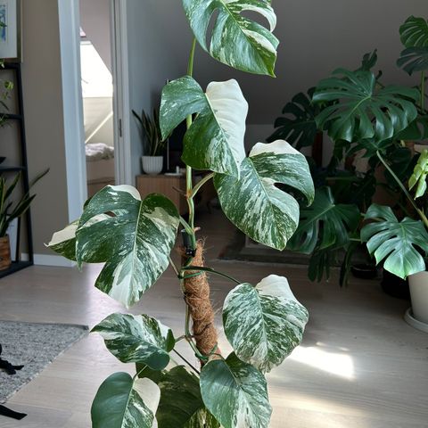 Monstera Variegata - hel plante