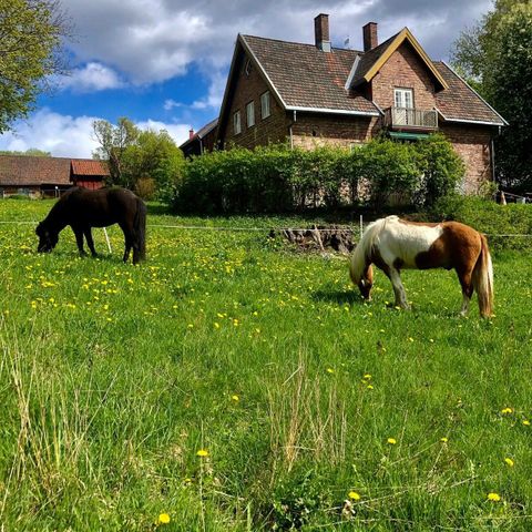 Ledig stallplass for islandshest i Oslo