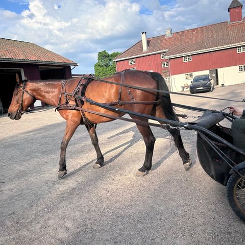 Hudik roadcart og maratonsele str full