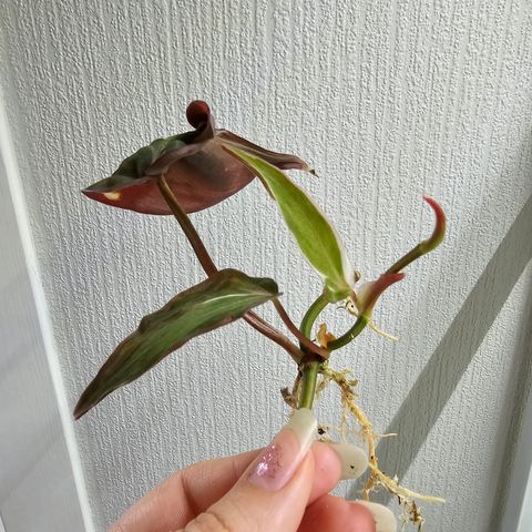 Philodendron micans halo variegata