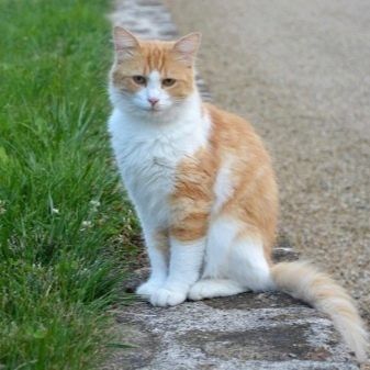 Kattepass ønskes til forsiktig katt