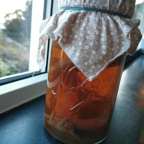 Scooby og kombucha starter