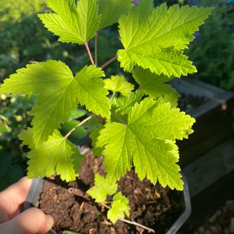 Solbær planter