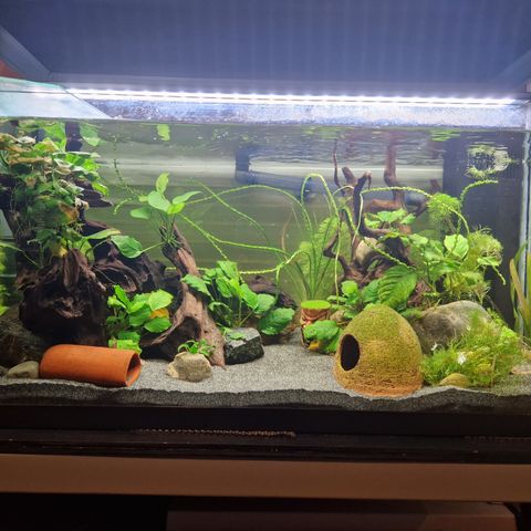 120 Liter og 30 Liter akvarie