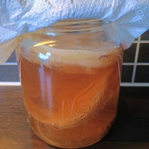 Kombucha scoby