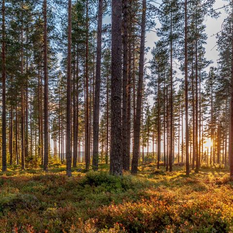 Skog på rot ønskes kjøpt