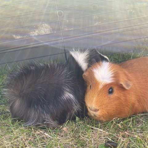 Bruno og Ollie trenger et nytt hjem