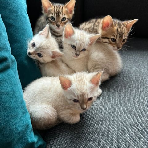 Bengal kattunger / leveringsklar / renraset