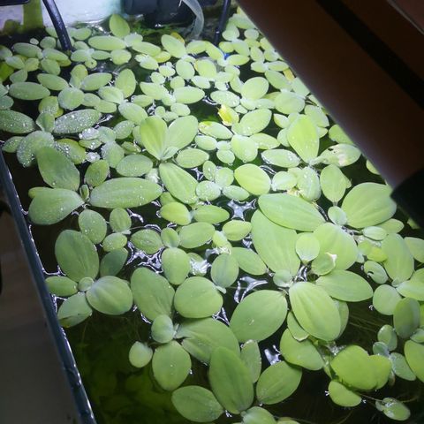 Dwarf Water Lettuce (flyteplante) til salgs 💚
