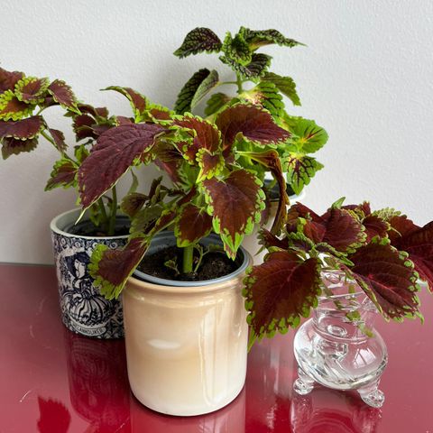 Coleus/Praktspragle