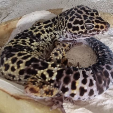 Leopardgekko med terrarium