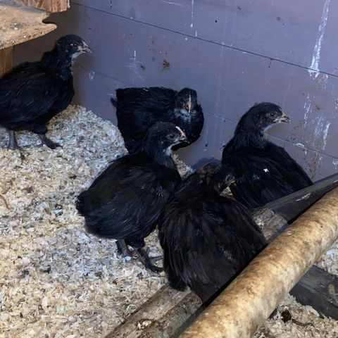 Hanekyllinger maran og maran/araucana