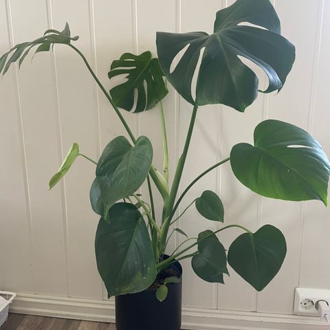 Monstera