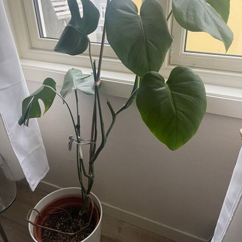 Flotte friske Monstera planter med pene urner. 3 stk.