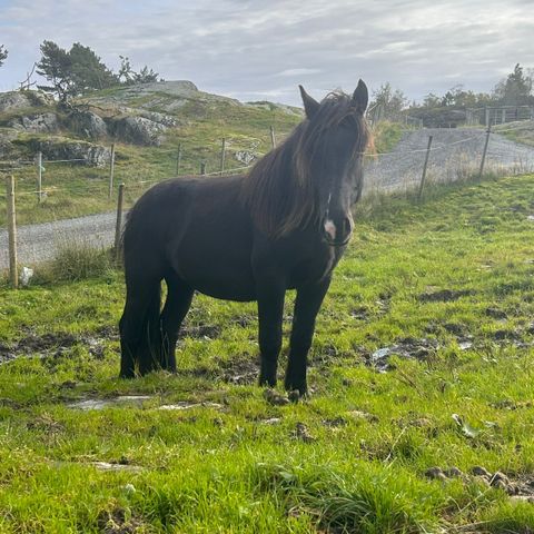 Bedagelig 3-års hingst