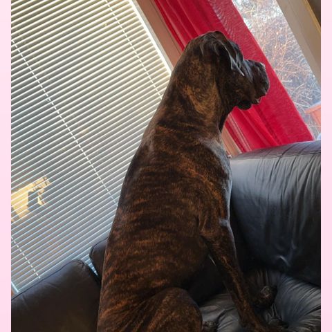 Presa canario og engelsk mastiff