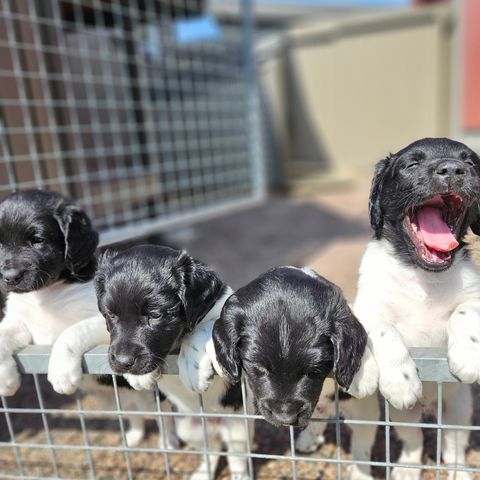 Leveringsklare valper - stabijhoun (frisisk pointer)