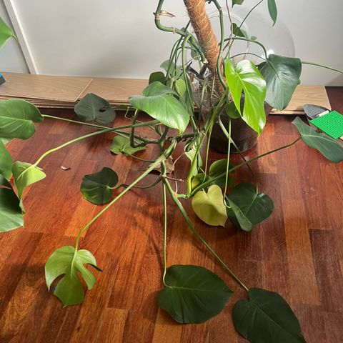 Stor monstera i glasspotte fra Habitat