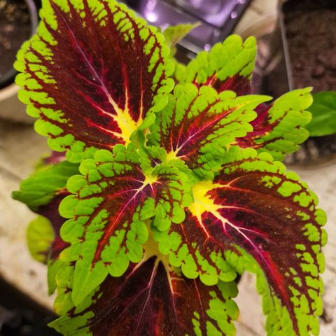 Coleus