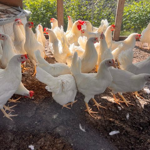 Verpeklar Hvit  Lohman høner til salg