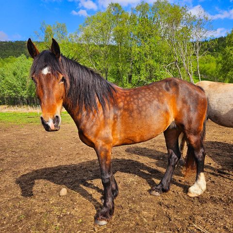 Welsh cob sec D hoppe selges, KAT. 1