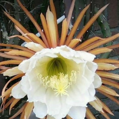 Sjelden plante~Selenicereus grandiflorus~Nattens Dronning