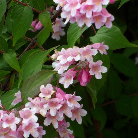 Fagerbusk (Kolkwitzia amabilis, Akeleie  m.m  ønskes kjøpt