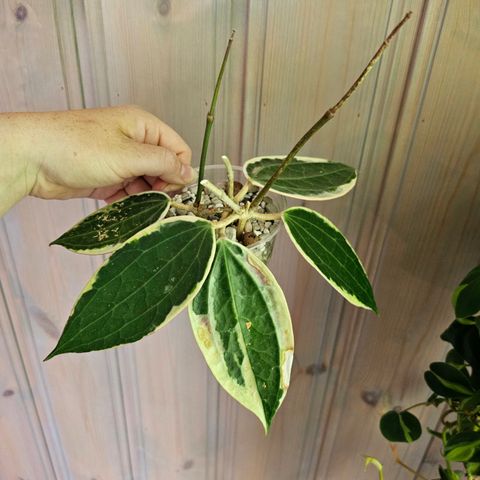 Hoya latifolia albomarginata (macrophylla)