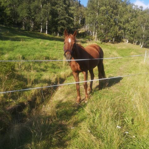 Ønsker å kjøpe hest/ponni