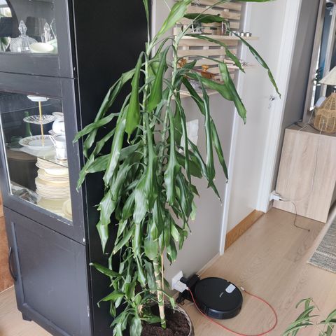 Stor dracena