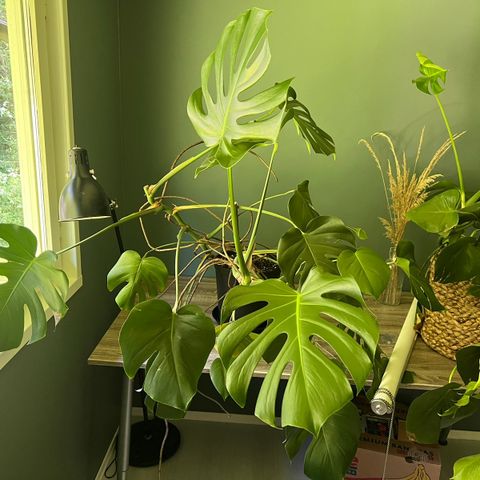 Monstera