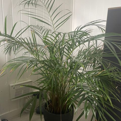 Palme plante med potte