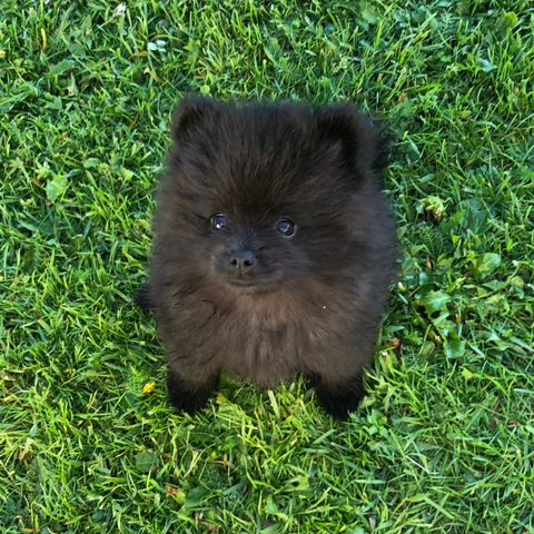 Sort pomeranian tispe 8 uker