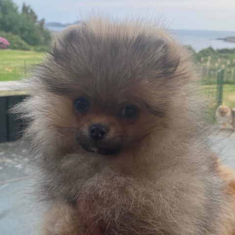 Pomeranian valp fra Pom Hotmas