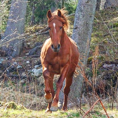 Frederiksborger. Hoppe 4 år