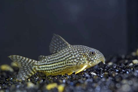 Tar imot Corydoras,Guppy,Reker...