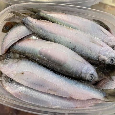 (Frossen) Agnsild/ Frozen bait herring 75,-  pr boks