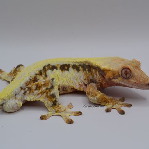 Kranset gekko til salgs