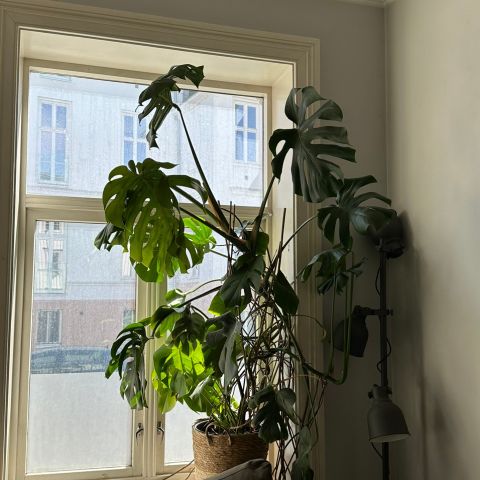 Stor monstera! (med potte)