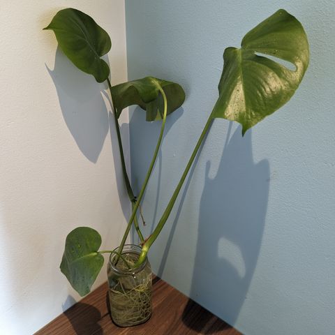 Monstera stikling, BYTTEHANDEL OK