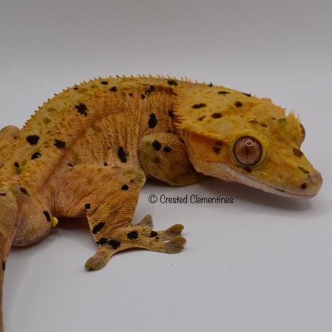 Kranset gekko til salgs