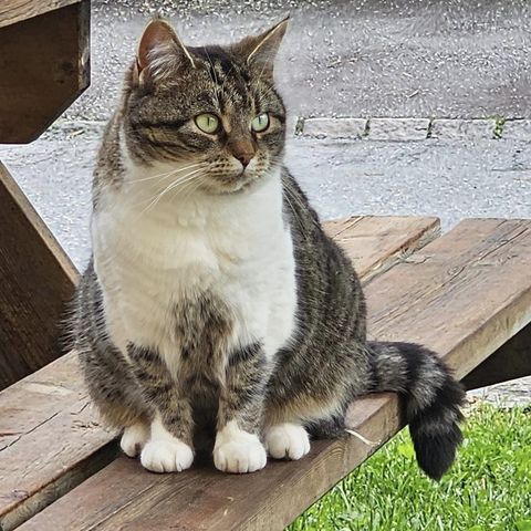 Nydelig jentekatt trenger nytt hjem