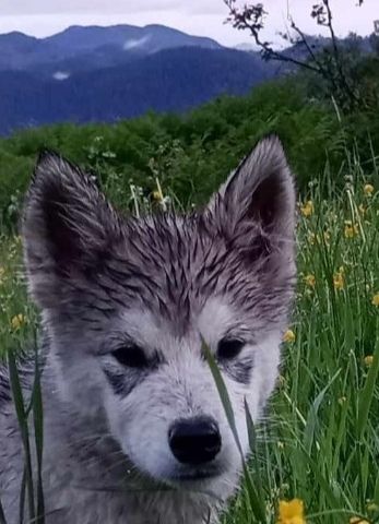 HORTEN / VESTFOLD : Alaskan - Malamute - Valp