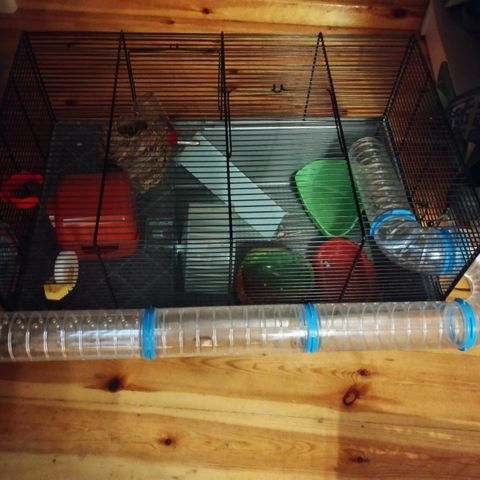 Hamster cage 🐹