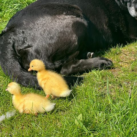 Pekin familie