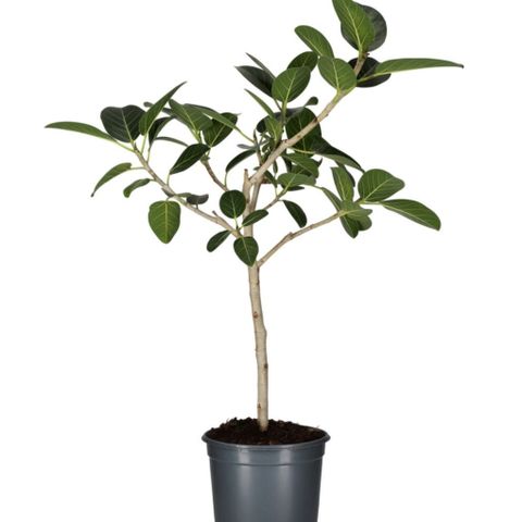 Ficus Benghalensis