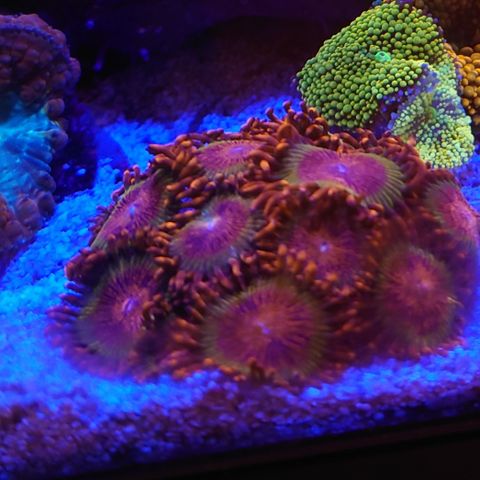 Speckled krak zoa korall