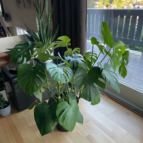 Stor Monstera plante