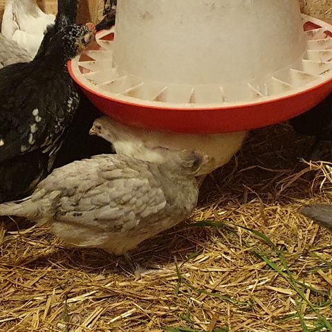 Kyllinger fra hyggelige hagehøns. 6 uker